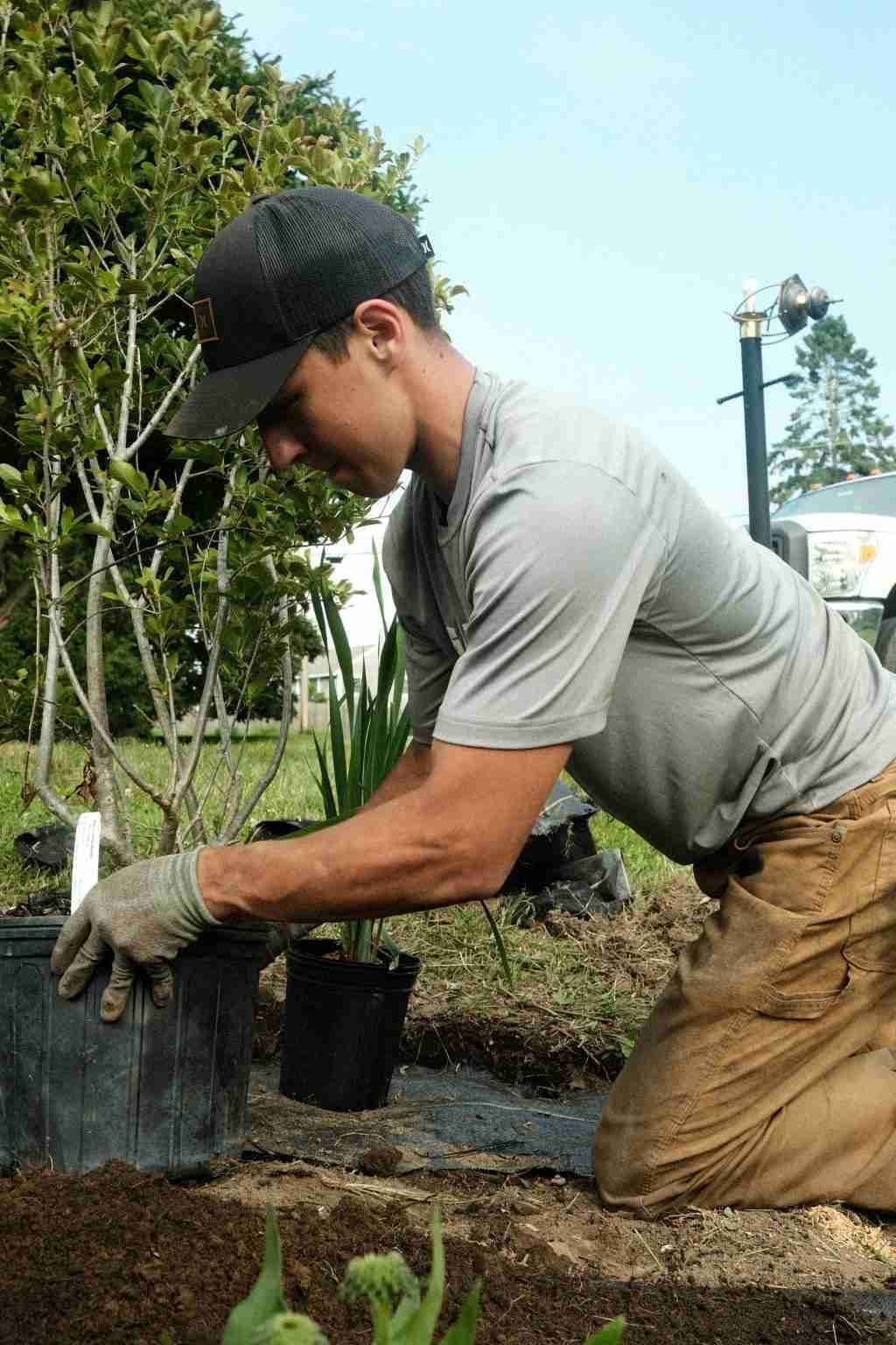 Plant and shrub installation