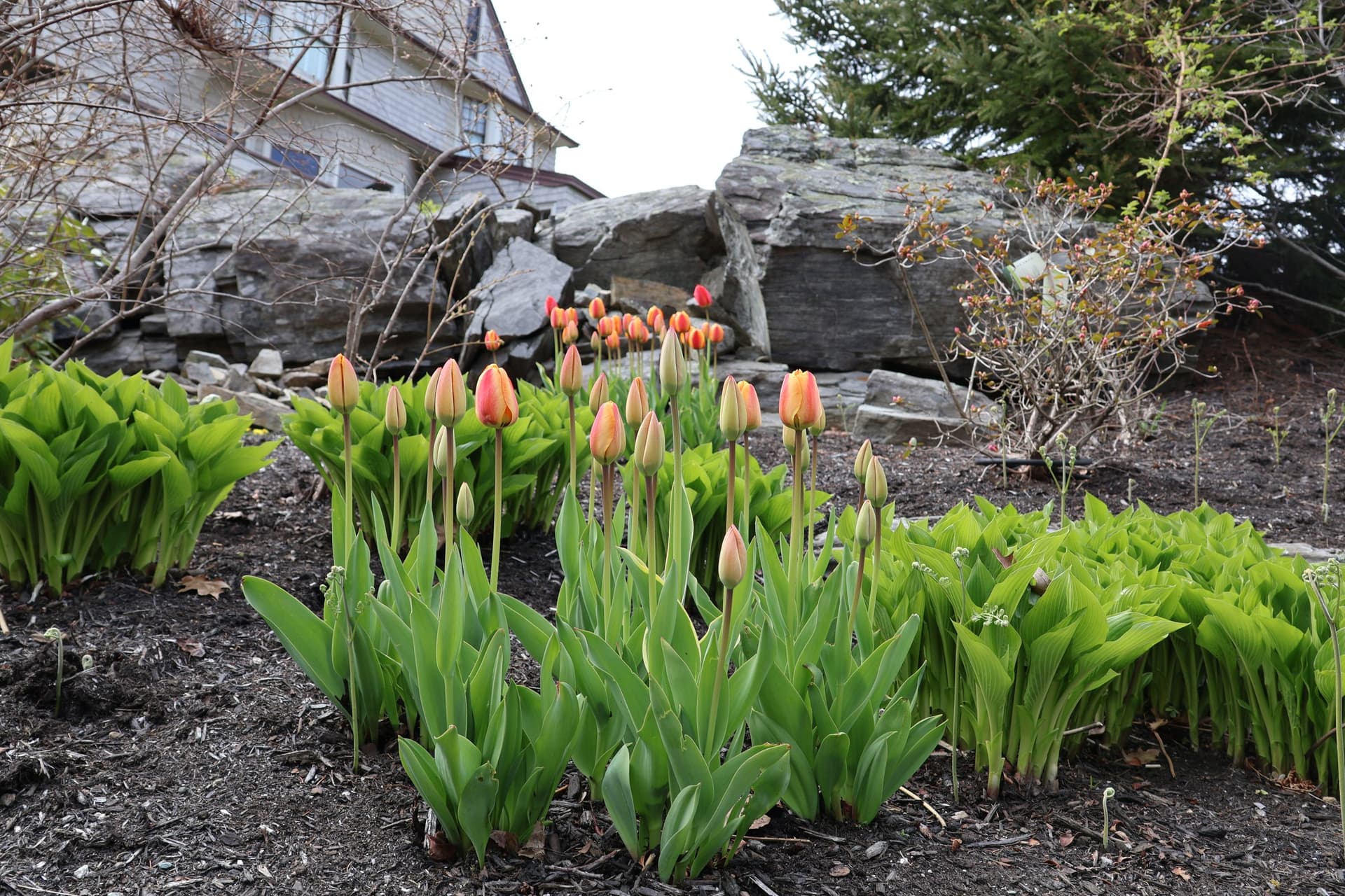 Garden Guys landscape design project 2 in Portland, Maine